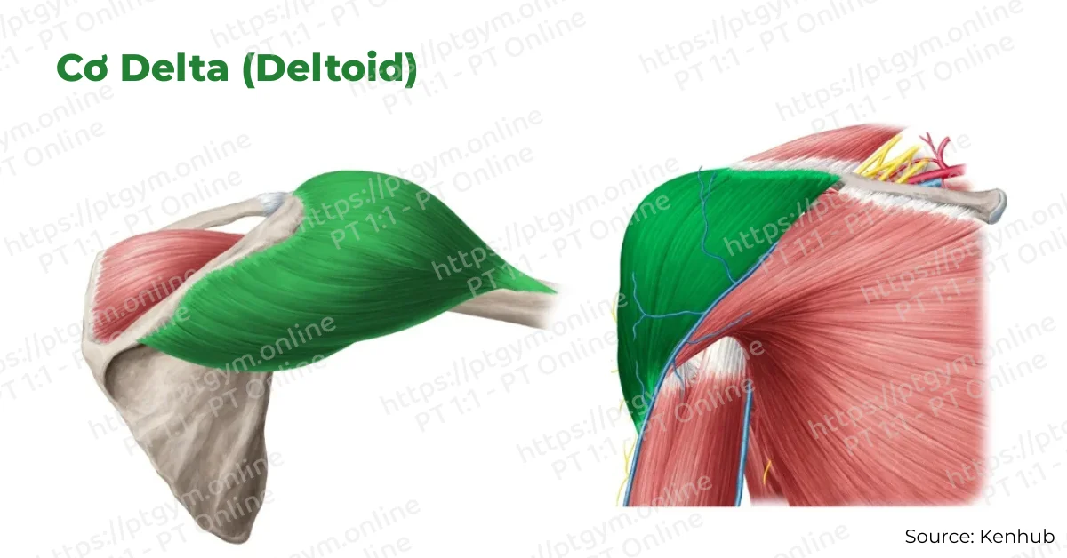 Cơ Delta (Deltoid)