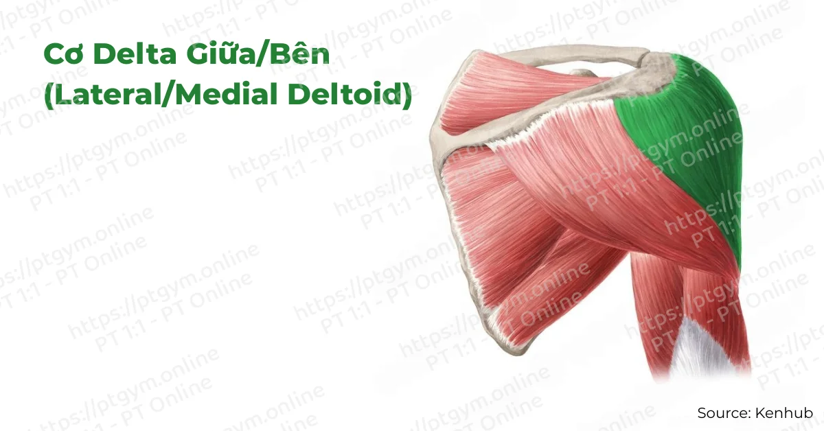 Cơ Delta Giữa/Bên (Lateral/Medial Deltoid)