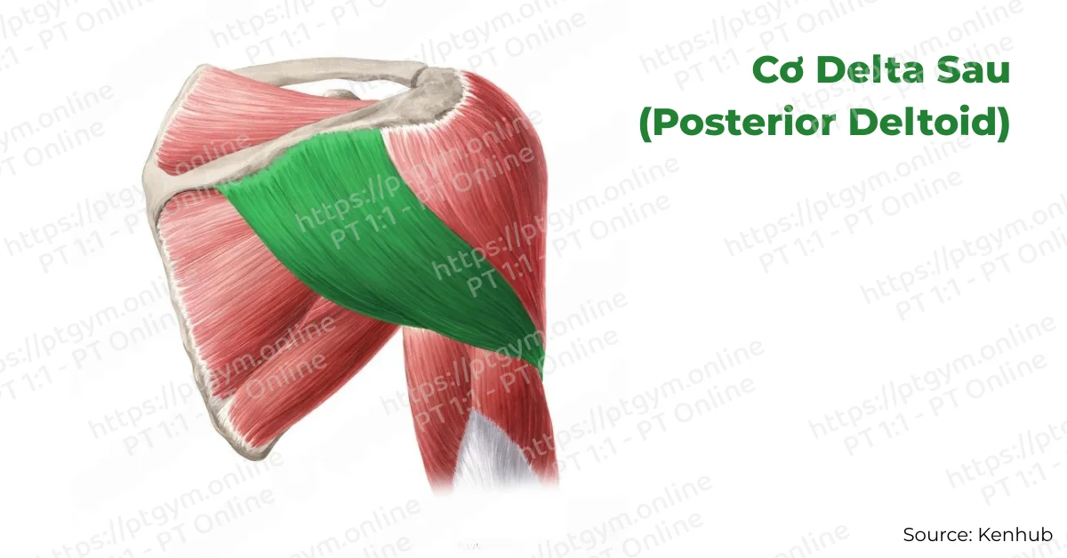 Cơ Delta Sau (Posterior Deltoid)