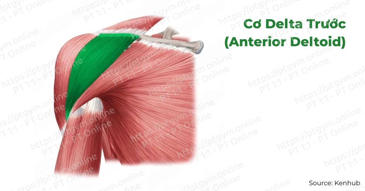 Cơ Delta Trước (Anterior Deltoid)