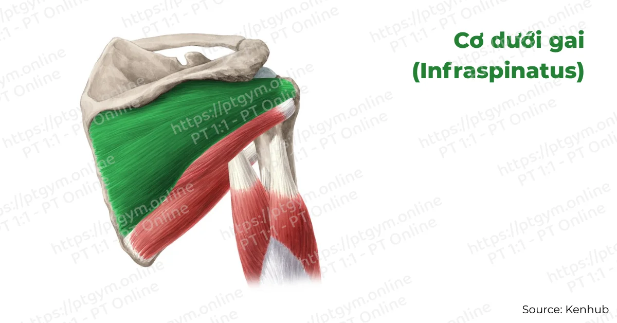 Cơ dưới gai (Infraspinatus)