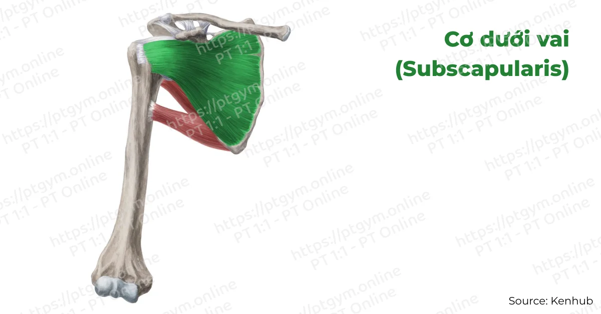 Cơ dưới vai (Subscapularis)