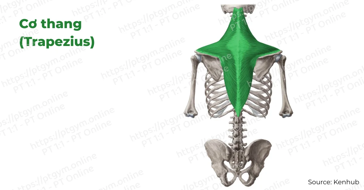 Cơ thang (Trapezius)