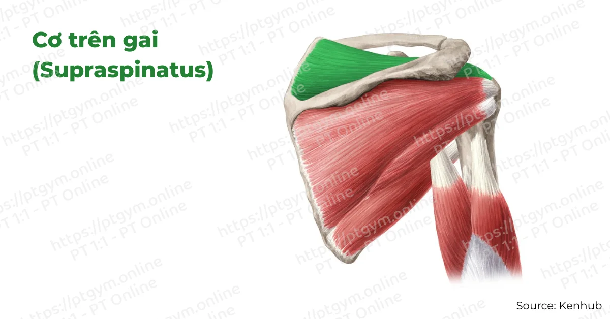 Cơ trên gai (Supraspinatus)