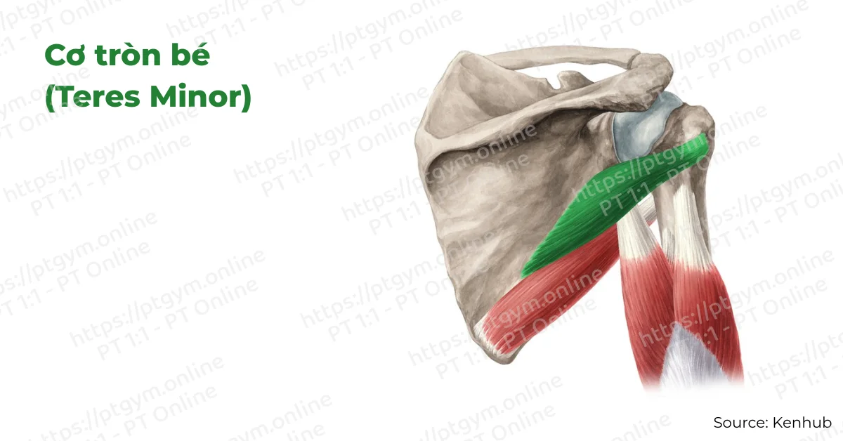 Cơ tròn bé (Teres Minor)
