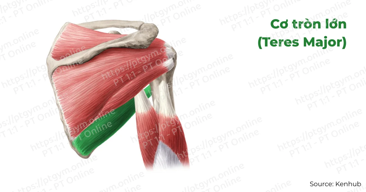 Cơ tròn lớn (Teres Major)