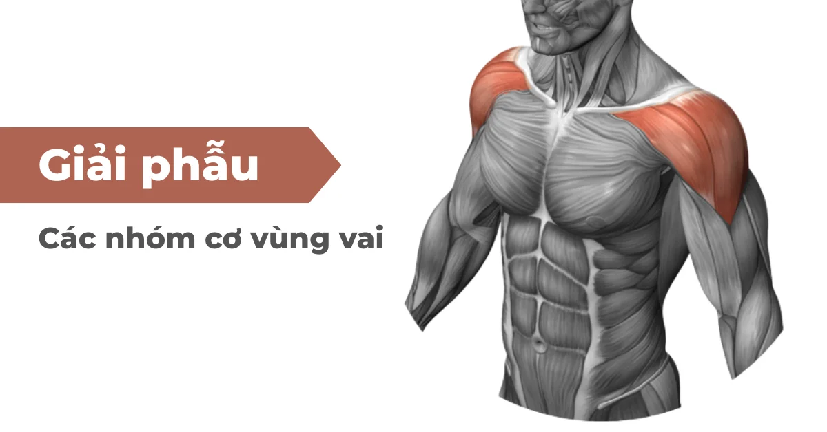 giai-phau-cac-nhom-co-vung-vai