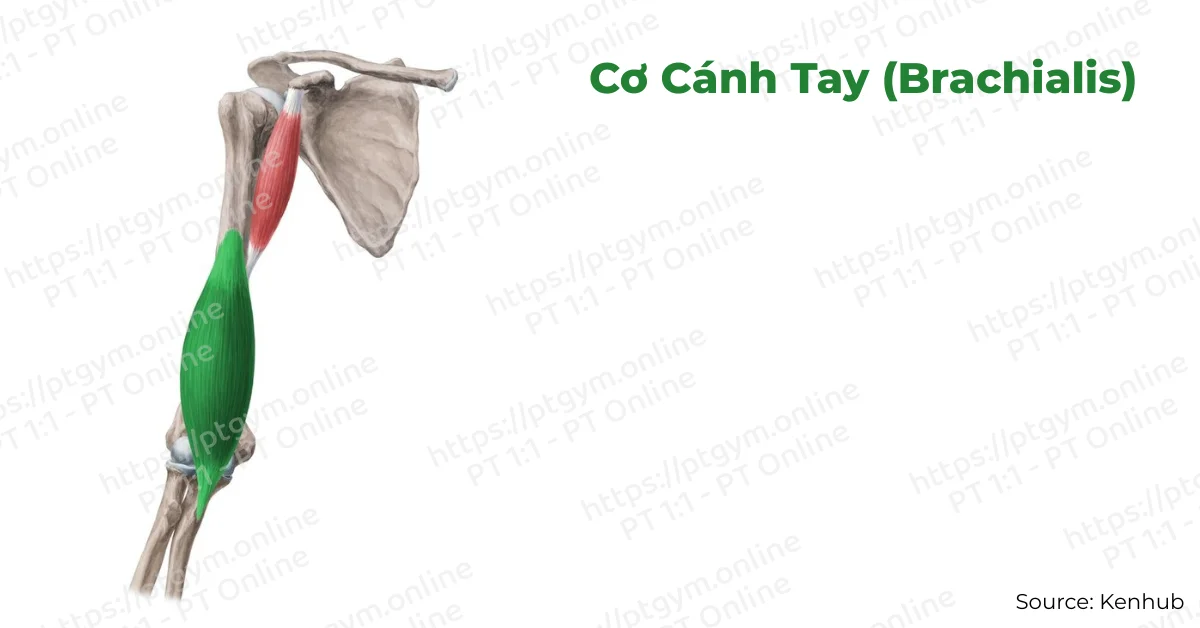 Cơ cánh tay (Brachialis)