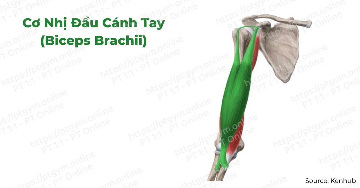 Cơ nhị đầu cánh tay (Biceps Brachii)