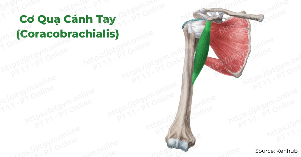 Cơ quạ cánh tay (Coracobrachialis)