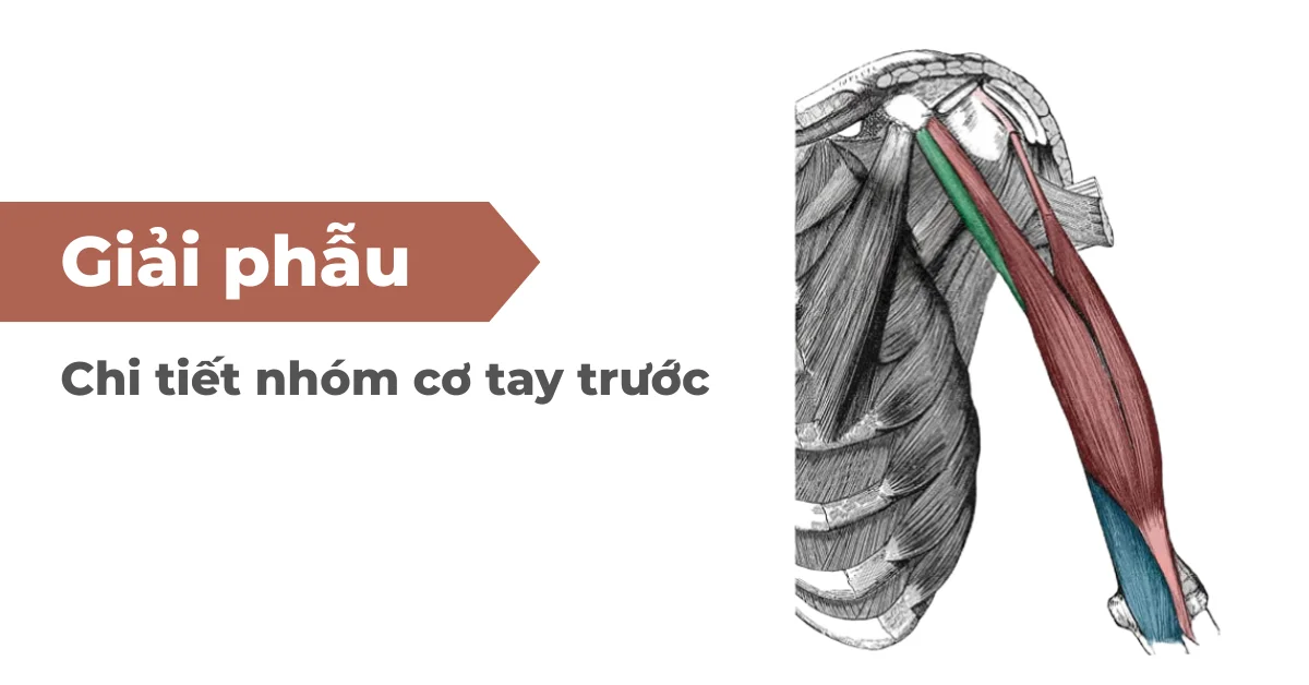 Giải phẫu chi tiết nhóm cơ tay trước