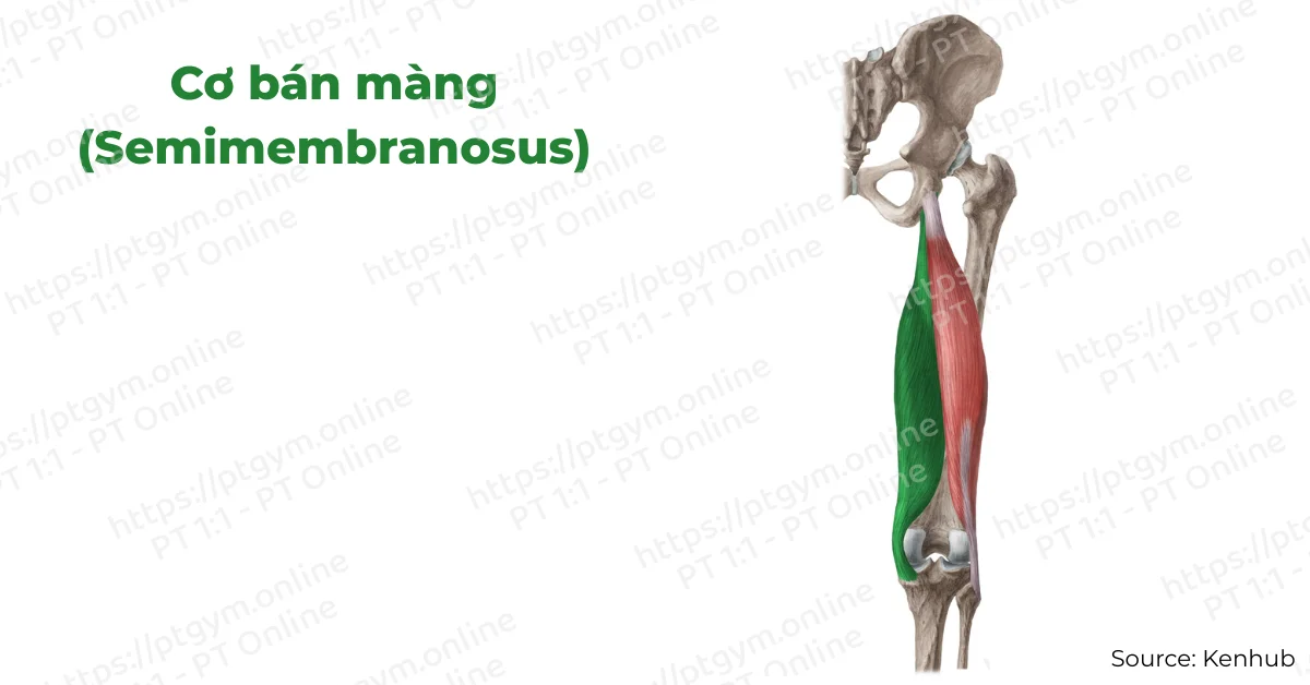 Cơ bán màng (Semimembranosus)
