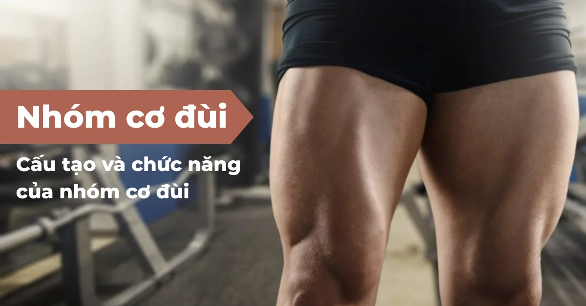 Cơ đùi - Cấu tạo và chức năng của nhóm cơ đùi