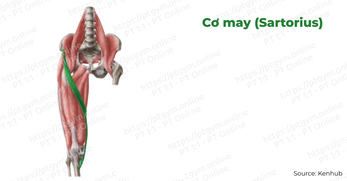 Cơ may (Sartorius)