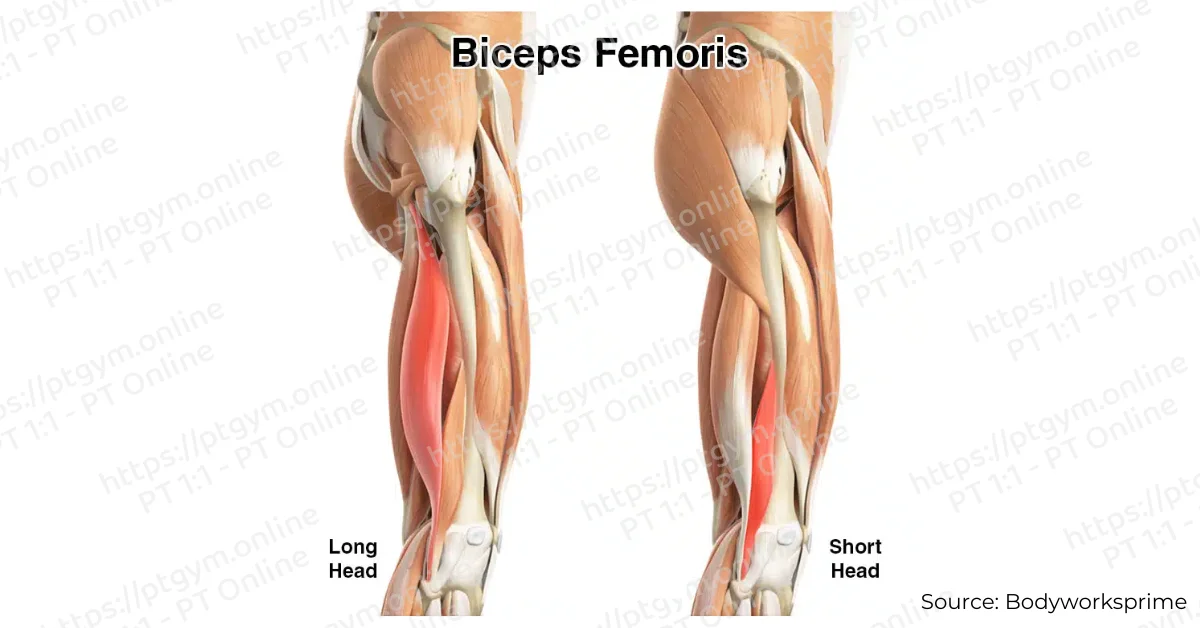 Cơ nhị đầu đùi (Biceps femoris)