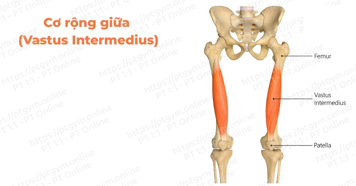 Cơ rộng giữa (Vastus Intermedius)