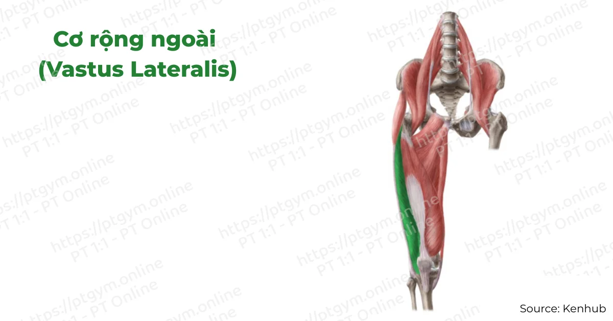 Cơ rộng ngoài (Vastus Lateralis)