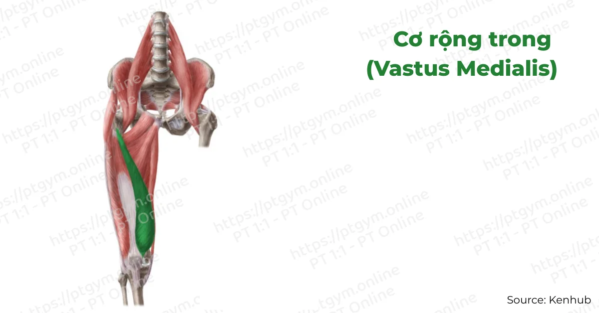 Cơ rộng trong (Vastus Medialis)