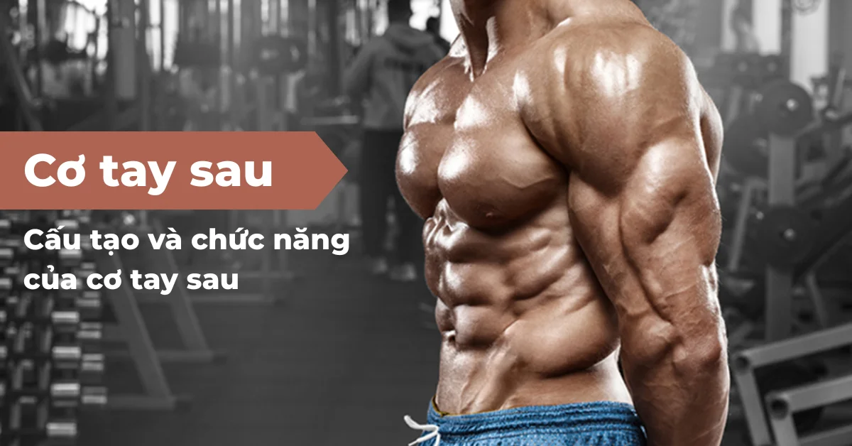 Cơ tay sau - Cấu tạo và chức năng của cơ tay sau
