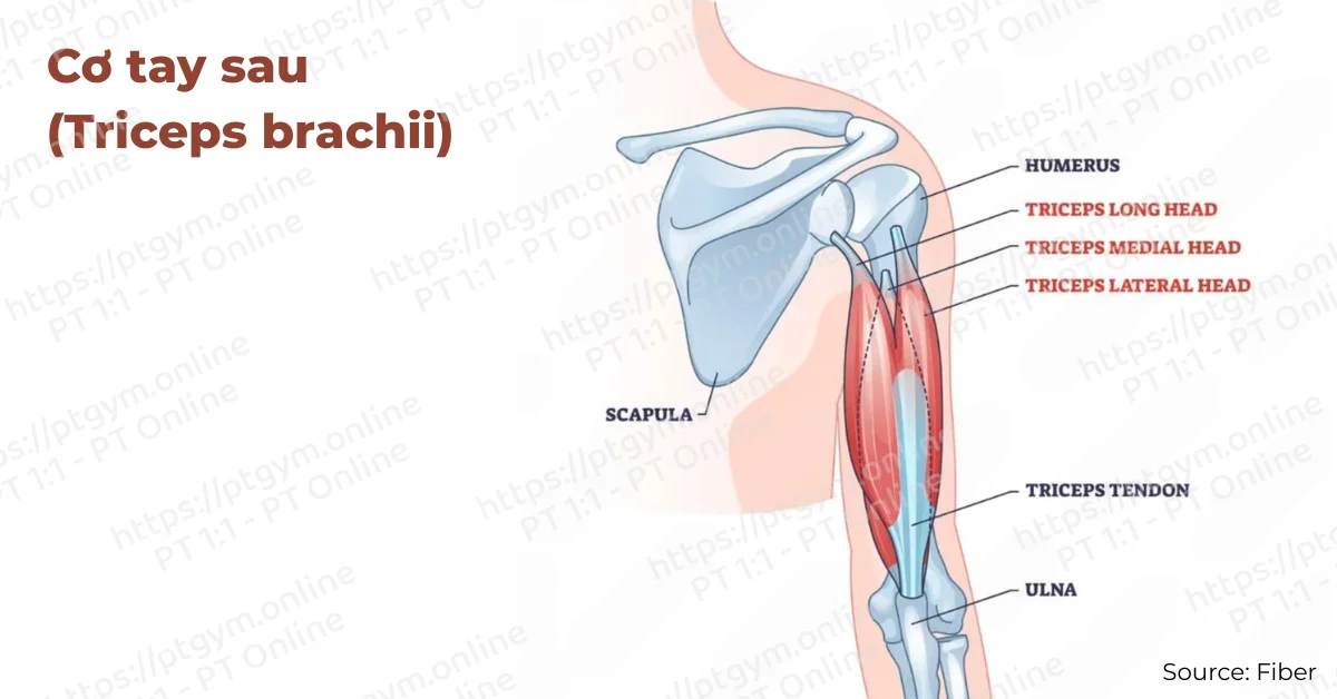 Cơ tay sau (triceps brachii)