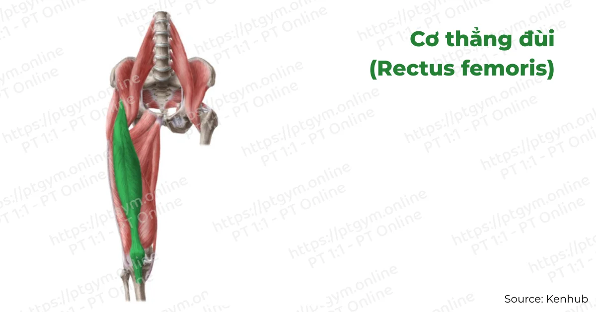 Cơ thẳng đùi (Rectus femoris)