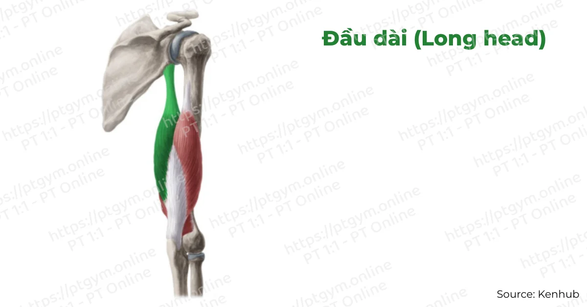 Đầu dài (Long head)