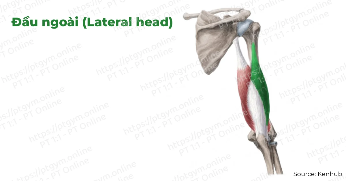 Đầu ngoài (Lateral head)