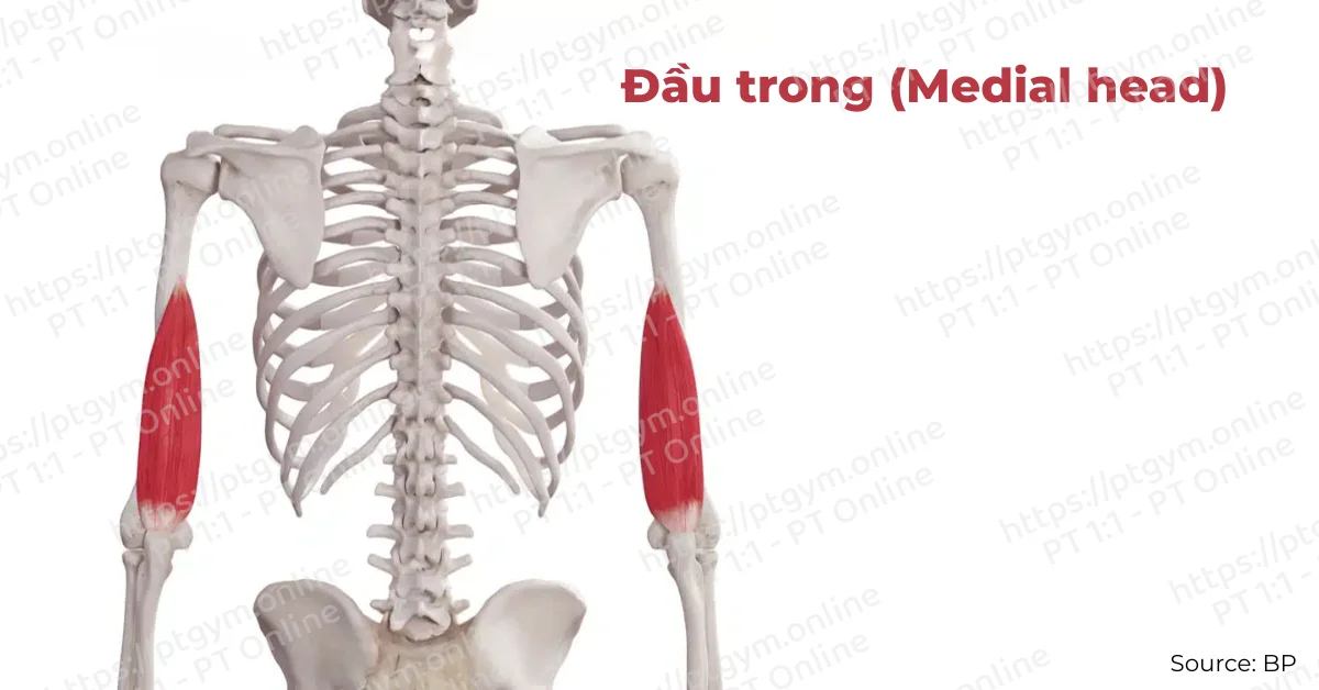 Đầu trong (Medial head)