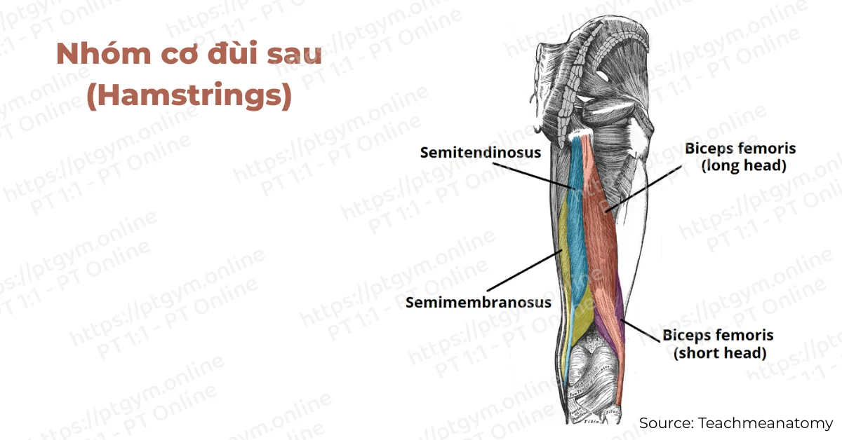 Nhóm cơ đùi sau (Hamstrings)