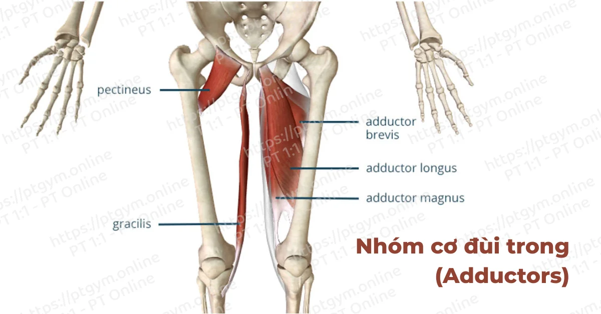 Nhóm cơ đùi trong (Adductors)