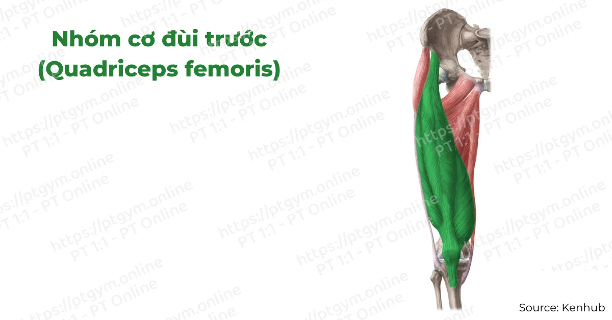 Nhóm cơ đùi trước (Quadriceps femoris)