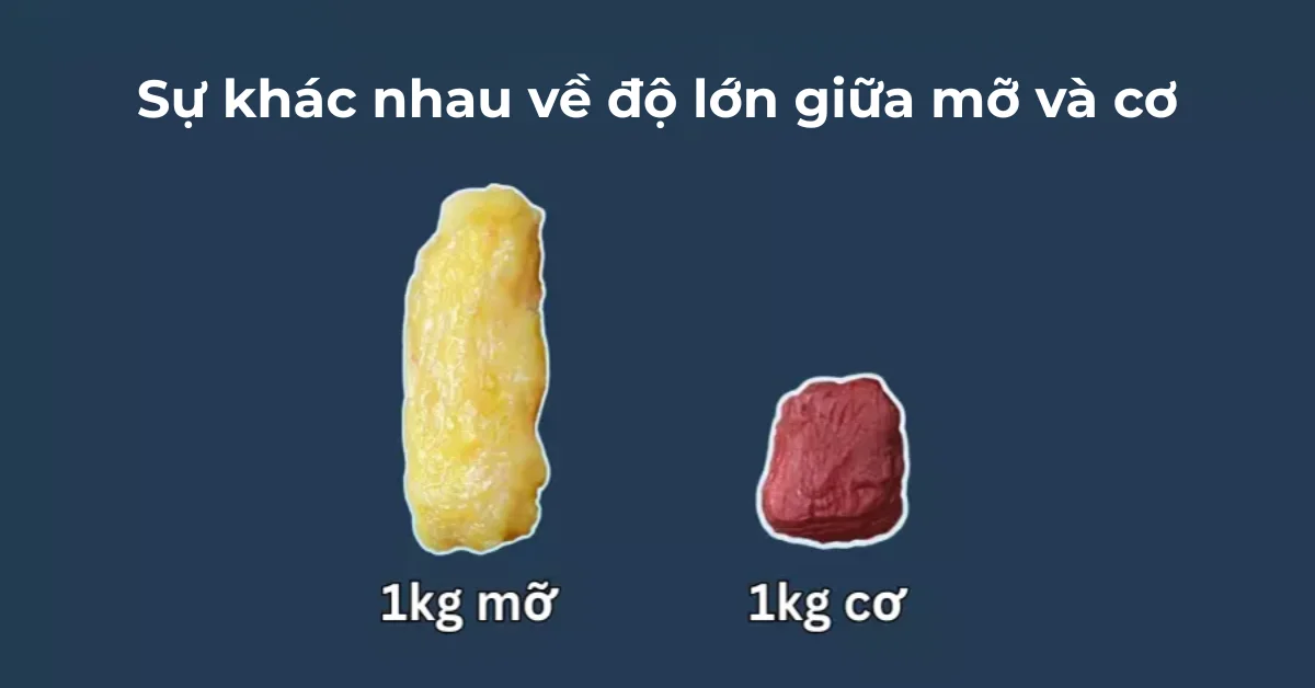 Sự khác nhau về độ lớn giữa mỡ và cơ
