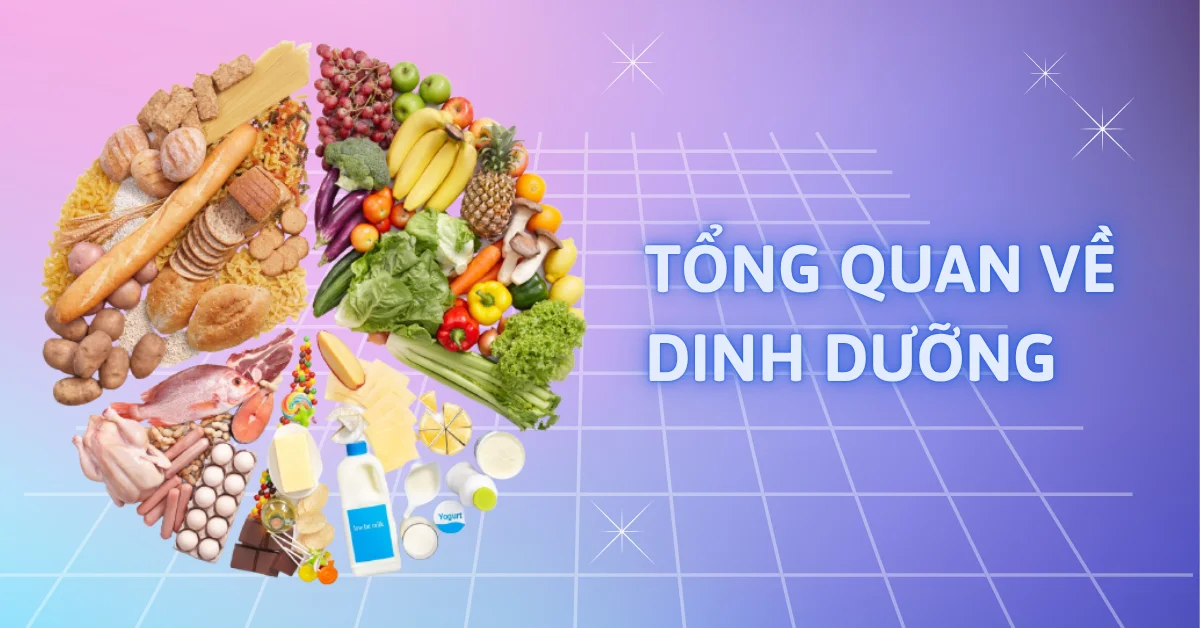 Tổng quan về dinh dưỡng trong ăn uống