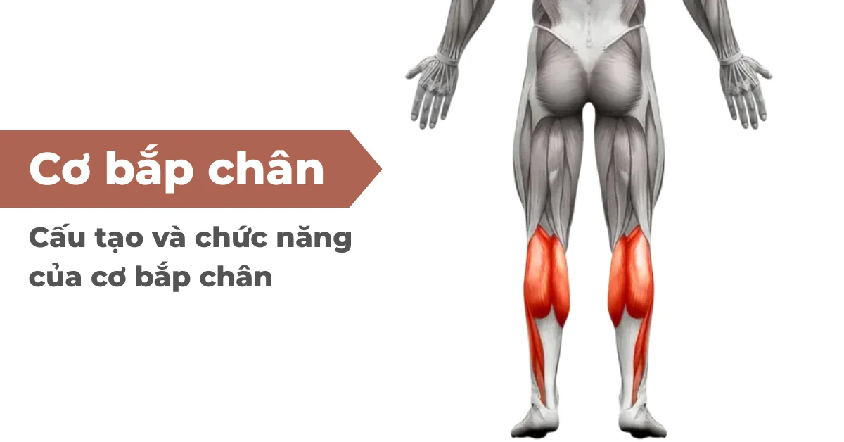 Cơ bắp chân - Cấu tạo và chức năng của cơ bắp chân