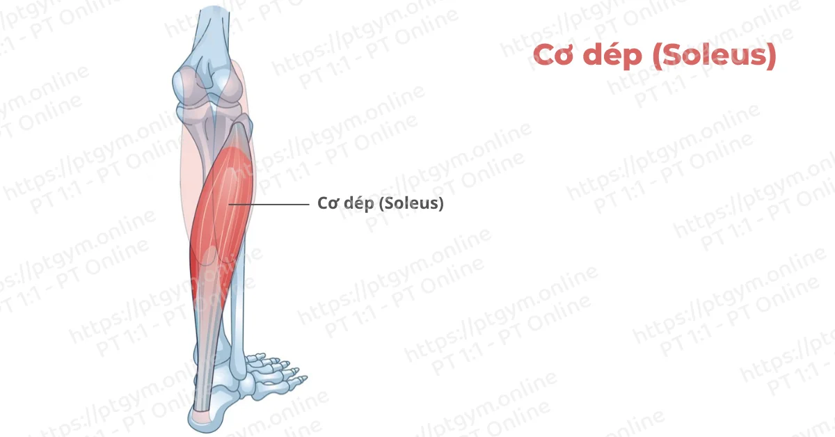 Cơ dép (Soleus)