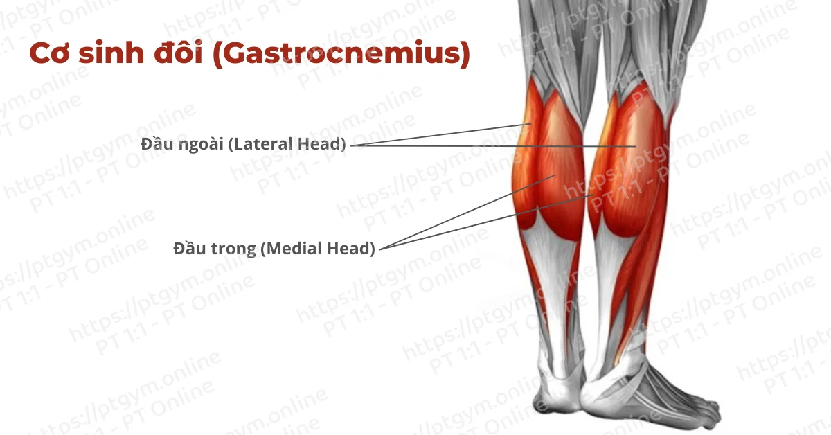Cơ sinh đôi (Gastrocnemius)