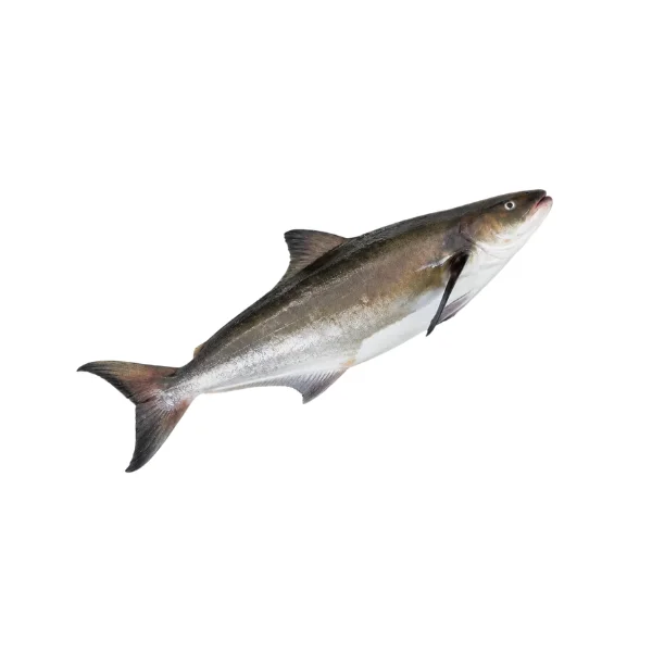 Ảnh calo trong 100g cá bớp (cobia)