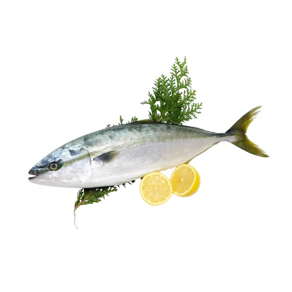 Ảnh calo trong 100g cá cam (amberjack)