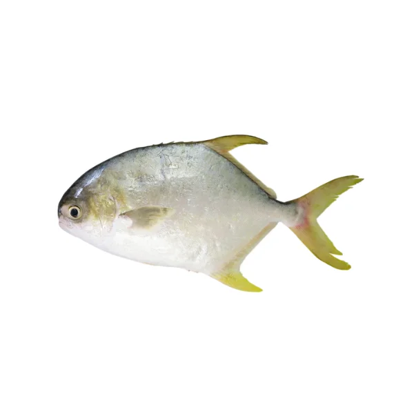 Ảnh calo trong 100g cá chim trắng (silver pomfret)