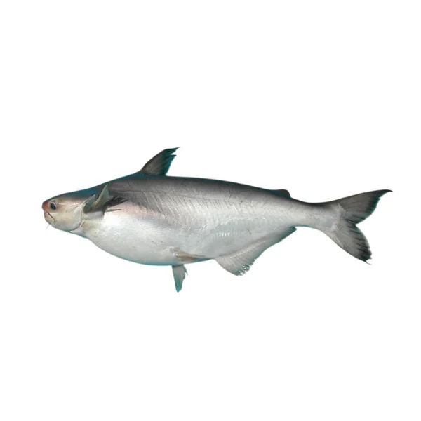 Ảnh calo trong 100g cá hú (howling fish)