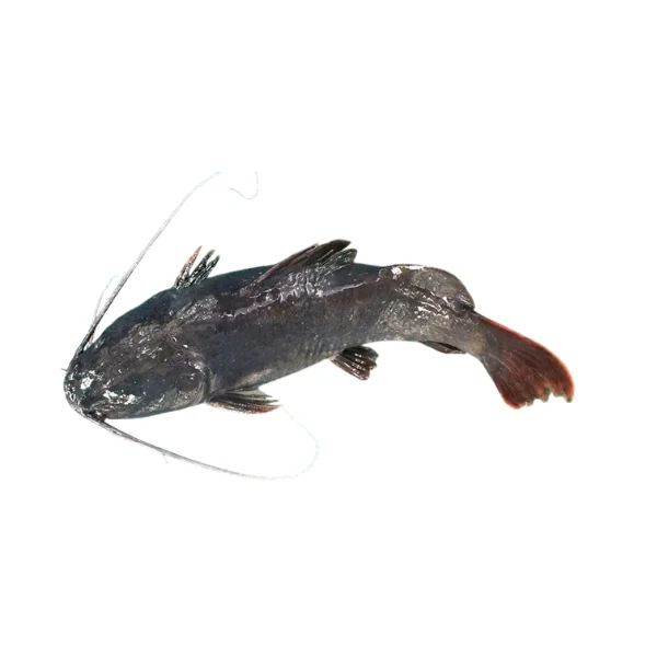 Ảnh calo trong 100g cá lăng (hemibagrus catfish)