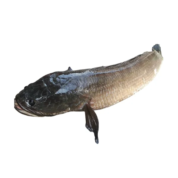 Ảnh calo trong 100g cá lóc, cá quả, cá chuối (snakehead fish)