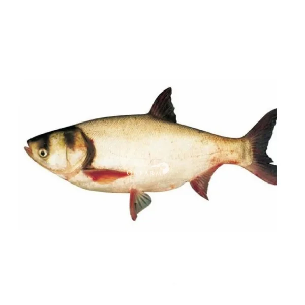 Ảnh calo trong 100g cá mè hoa (bighead carp)