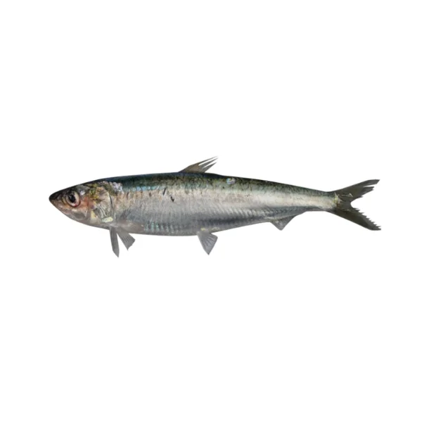 Ảnh calo trong 100g cá mòi (pilchard)