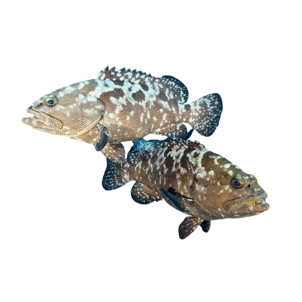 Ảnh calo trong 100g cá mú (grouper)