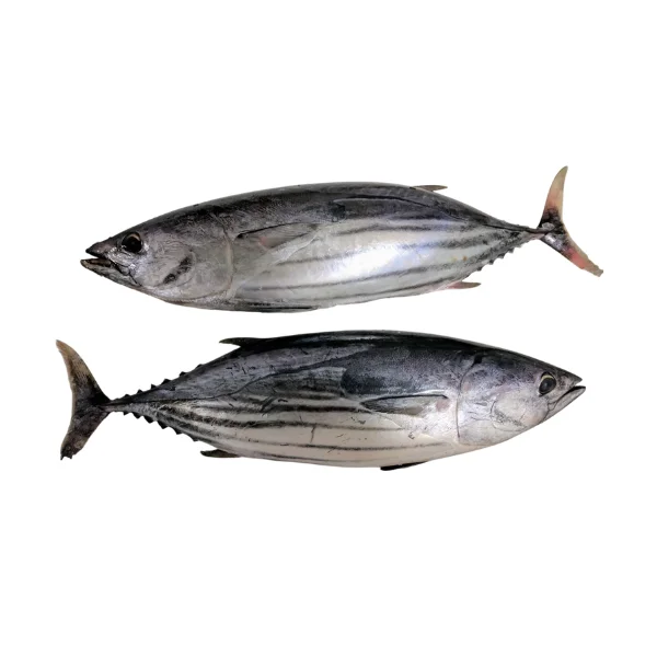 Ảnh calo trong 100g cá ngừ sọc dưa, cá ngừ bò (skipjack tuna)