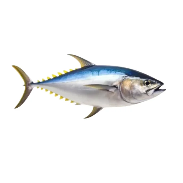 Ảnh calo trong 100g cá ngừ vay vàng (yellowfin tuna)