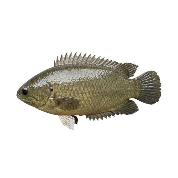 Ảnh calo trong 100g cá rô nước ngọt (climbing perch)