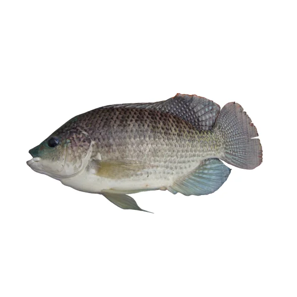 Ảnh calo trong 100g cá rô phi (tilapia)