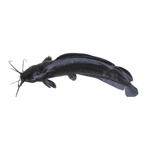 Ảnh calo trong 100g cá trê (asian catfish)